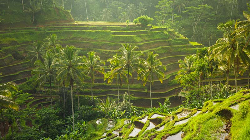 Beautiful rice terraces in the morning light near Tegallalang village